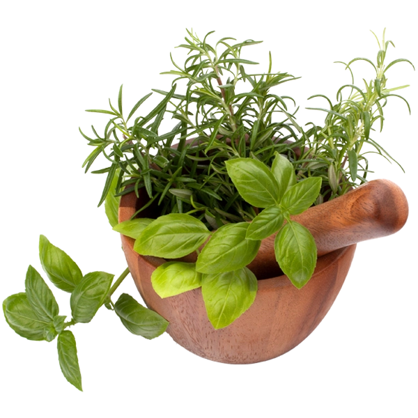 Fresh botanical herbs in a wooden mortar and pestle